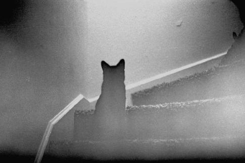 gato-fantasma.jpg